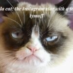 Meet Nala cat the Instagram star with a ton of fo - tymoff